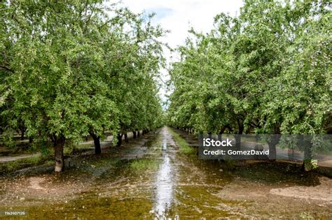 Pohon Kebun Almond Yang Mencerminkan Air Irigasi Foto Stok - Unduh ...