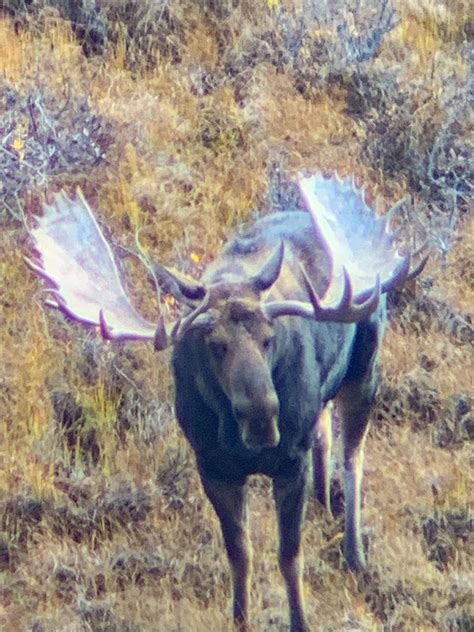 2019 Photo Gallery - Big Game Hunting in British Columbia, Canada