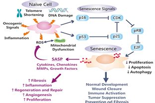 Cellular Senescence and Its Markers - Cusabio