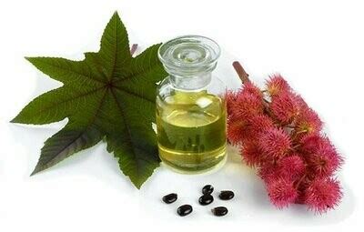 Castor Oil | Edgar Cayce Cures With Castor Oil Benefits