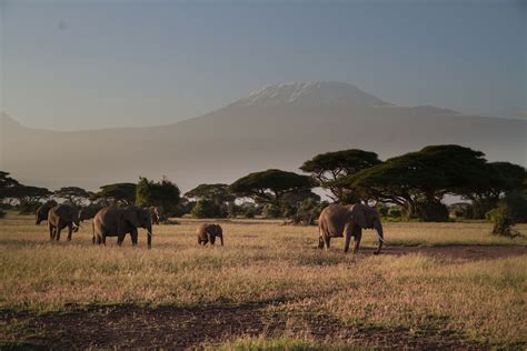 Amboseli National Park- Everything to Know - Safari Ventures