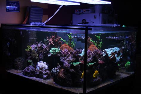 Best LED Aquarium Light for Saltwater tank France • Orphek Aquarium LED Lighting