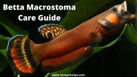 Betta Macrostoma Care Guide: Tank Setup, Size & Breeding