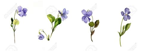 Violet Flower Drawing at GetDrawings | Free download