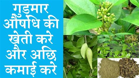 Cultivate gudmar medicinal and earn good money | Gymnema sylvestre ...