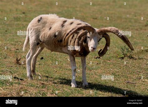 Jacob sheep, Hausschaf (Ovis orientalis aries), Vierhornschaf Stock ...