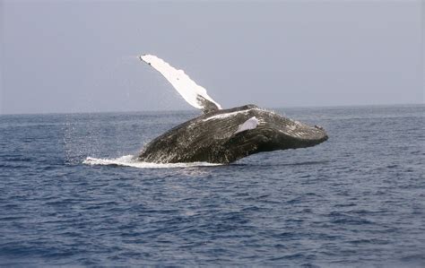 National Park of American Samoa Wildlife - National Park Photographer