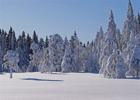 File:Winter forest (4348808591).jpg - Wikimedia Commons