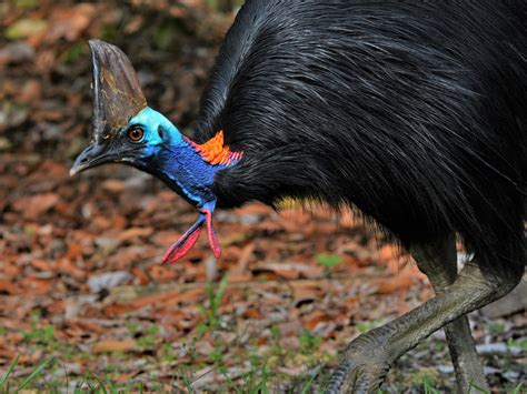 Southern Cassowary - eBird