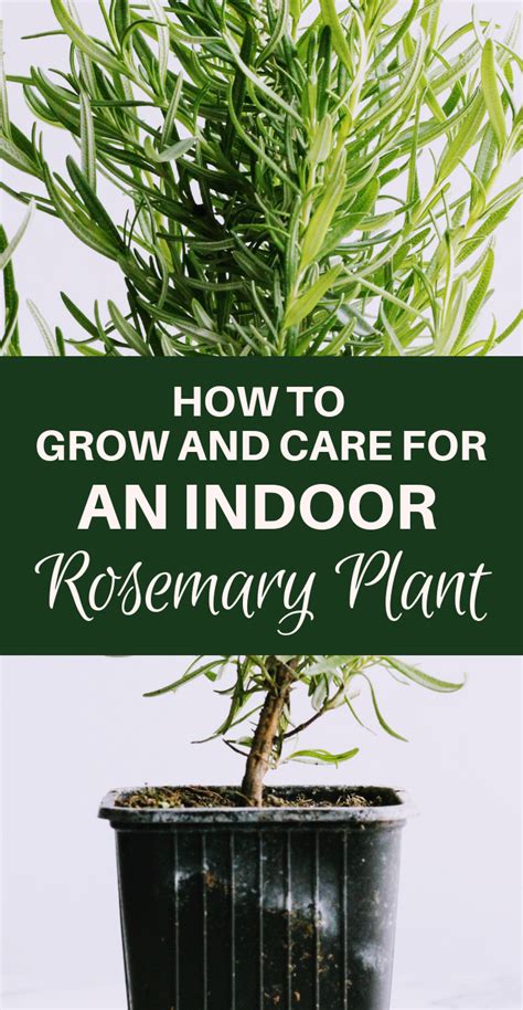 How to Grow and Care For an Indoor Rosemary Plant | Rosemary plant ...