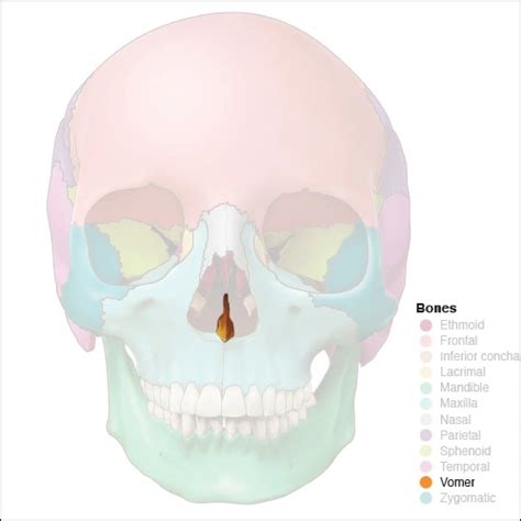 Vomer - Head and Neck Anatomy: Part I – Bony Structures - Dentalcare