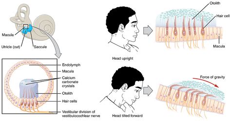 Utricle and Saccule | Anatomy, General Pathology and Diseases