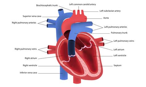 Atrium Heart Illustrations, Royalty-Free Vector Graphics & Clip Art - iStock