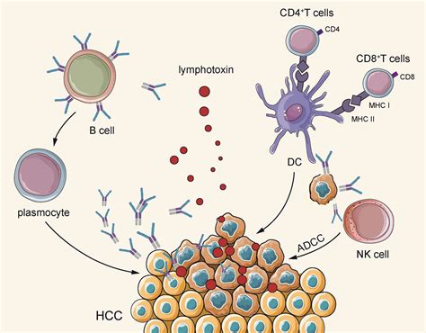 Frontiers | Current Perspectives on B Lymphocytes in the Immunobiology of Hepatocellular Carcinoma