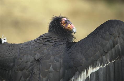 Endangered California condor (Gymnogyps californianus) | Flickr - Photo Sharing!