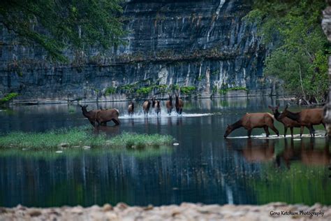 "Elk crossing the BuffaloRiver at Ponca" sent in by Geno Ketchum. Share ...