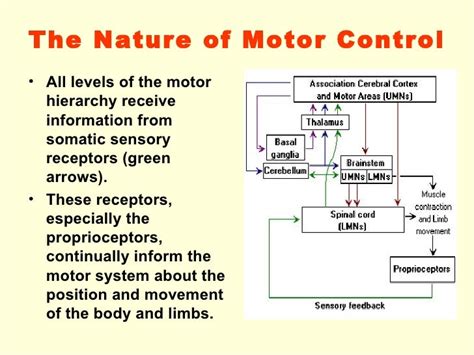 Motor control-09-10