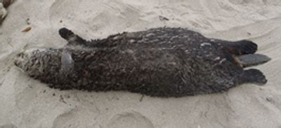 MWVCRC - Sea Otter Stranding Response