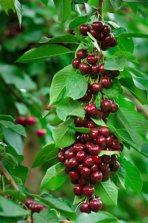 What Are the Different Types Of Cherries: Cherry Varieties Compared