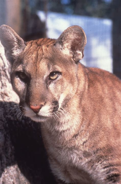 Florida Memory • Close-up view of a Florida panther in the natural ...