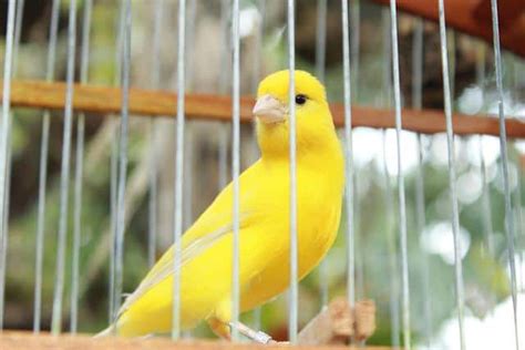 Canary Colors | 5 Basic Colors in Canaries and Amazing Facts