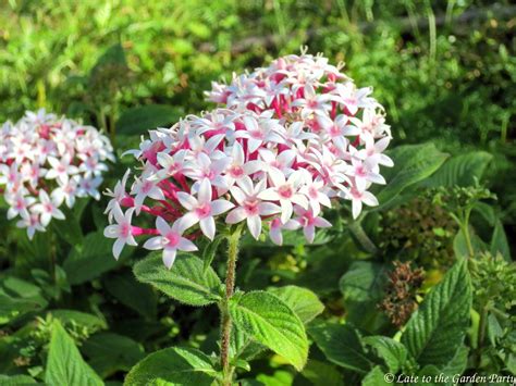 Late to the Garden Party: My favorite plant this week: Pentas lanceolata 'Kaleidoscope Appleblossom'