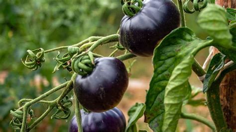 6 Different Varieties Of Blue Tomatoes That You Should Know!