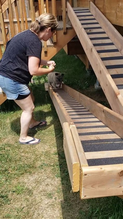 Outdoor Dog Ramp Diy