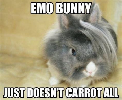 Funny Bunny Memes