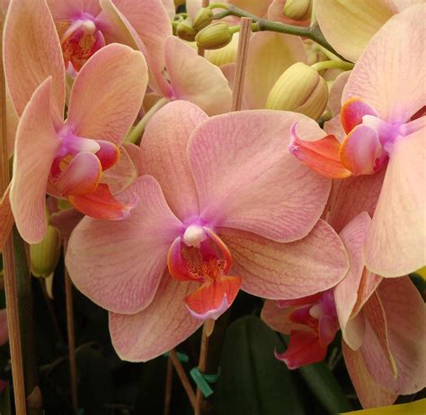 Peach Orchid Phalaenopsis | Orchid care, Growing orchids, Phalaenopsis orchid care