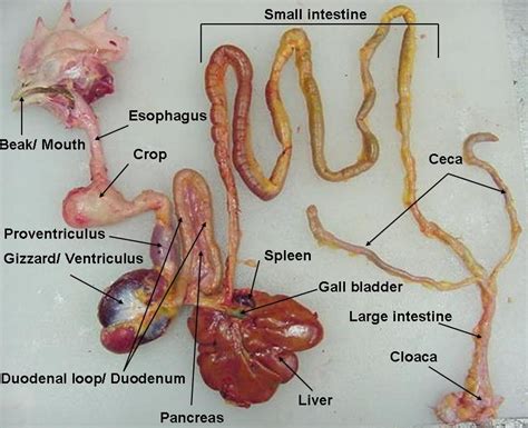 How Your Chicken's Cecal Pouches Affect Its Droppings | Community Chickens