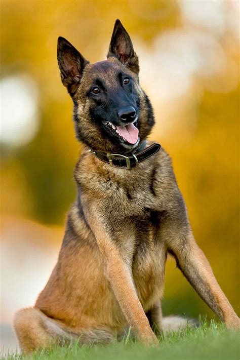 Belgian Malinois Dog Breed Information & Characteristics | Daily Paws