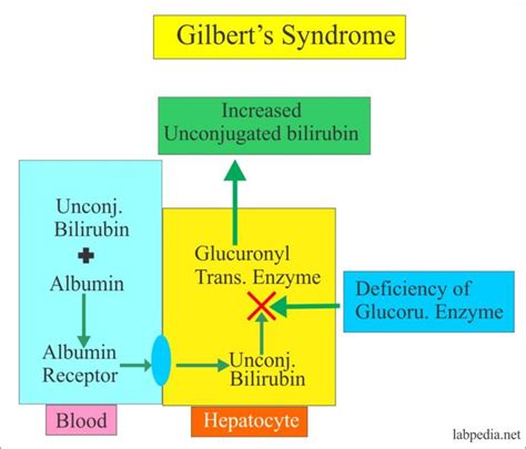 Gilbert’s Syndrome part 1 – Labpedia.net