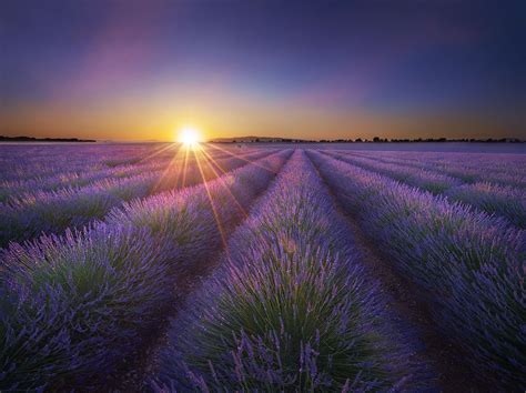 Lavender field sunset, Valensole France | Lavender fields france ...