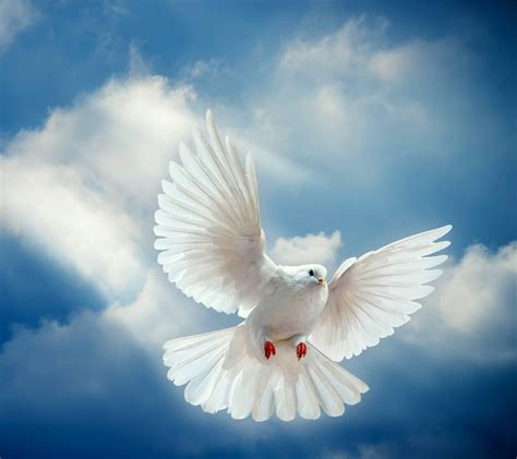 White Doves Wallpapers - Wallpaper Cave