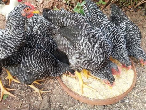 Free Range Chicken Breeds: Potchefstroom Koekoek Chickens or Potch Koekoek | Chicken breeds ...