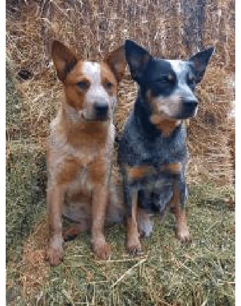 Red Heeler Australian Cattle Dog