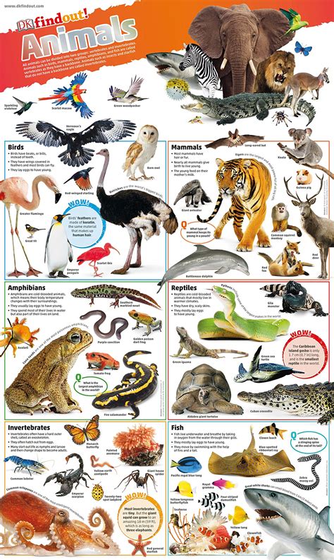 Animal Kingdom Poster Educational Chart 24 X 36 | ubicaciondepersonas.cdmx.gob.mx