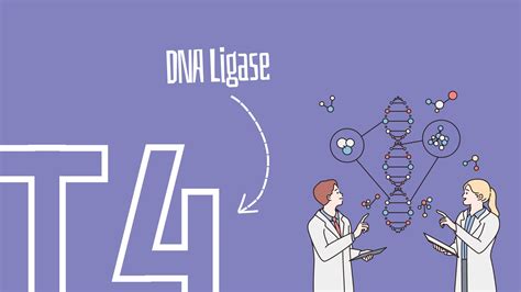 T4 DNA Ligase: Introduction, Functions, Applications and Protocol – Genetic Education