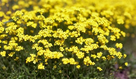 12 Stinky Plants to Avoid Planting in Your Yard - PureWow