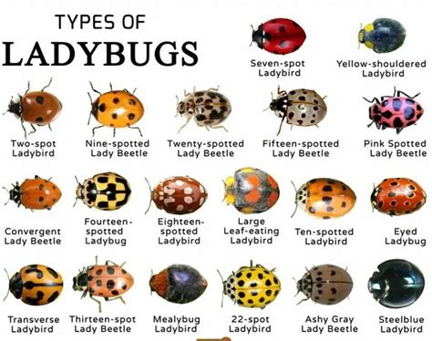 15 Different Types of Ladybugs with Pictures and Names - Pat Garden