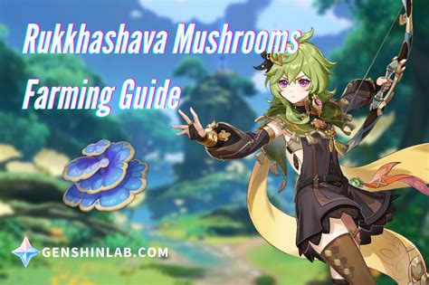 Collei Material: Best Rukkhashava Mushrooms Farming Routes