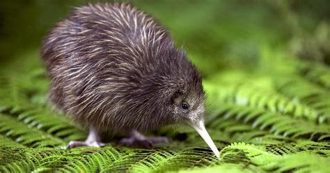 10 best places to see kiwi birds in New Zealand | 100% Pure NZ