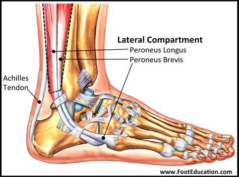 Anatomy Of The Foot And Ankle Orthopaedia Foot Ankle Images