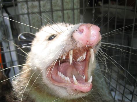 Opossum Prevention for Possum Problems