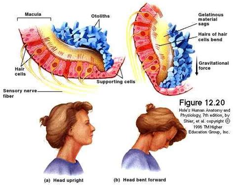 Vestibular Senses | Anatomy and physiology, Anatomy, Human anatomy and physiology