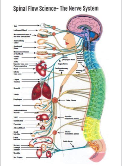 About – Welcome to Spinal Flow® Wurtulla.