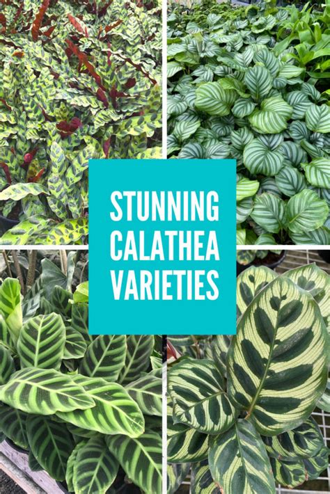 39 Stunning Calathea Varieties to Take Your Breath Away