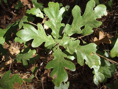 a green leafy plant growing in the woods