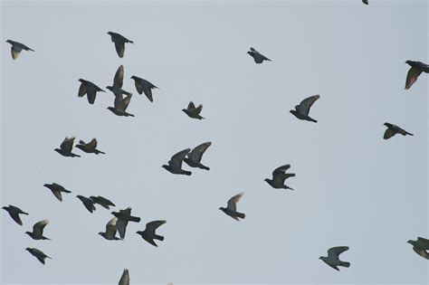 Flock of pigeons in flight-8126 | Stockarch Free Stock Photo Archive